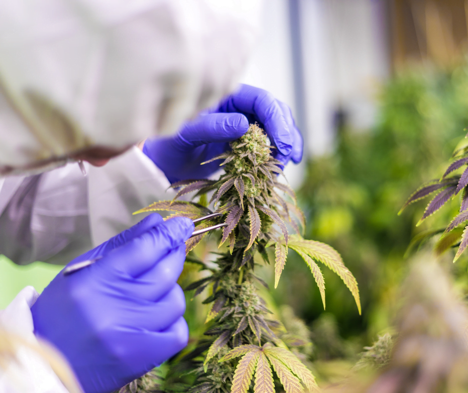 Voor ons is alleen de beste CBD-wiet goed genoeg