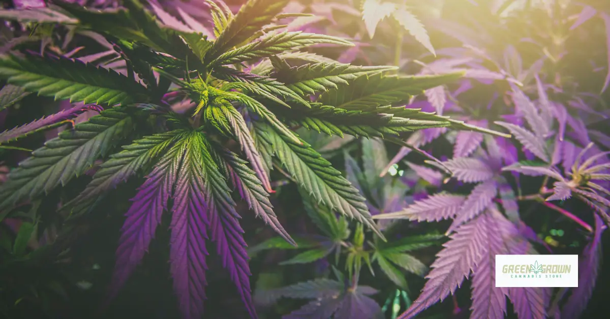 Branding in de cannabis industrie. Hoe zien Europese wietmerken eruit?
