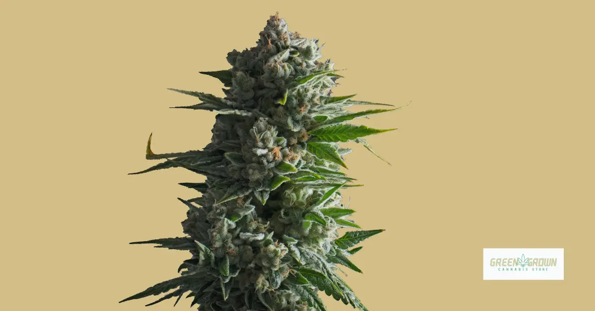 De Geschiedenis van CBD