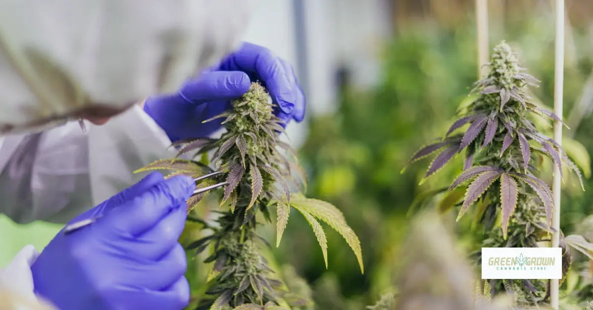 Medisch vs. recreatief cannabis in Europa